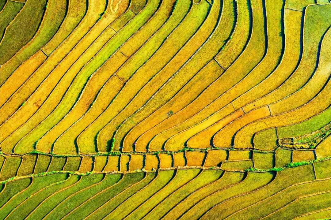 在印度做的这场实验，，，适合中国吗？丨K8官网头脑力夏日论坛