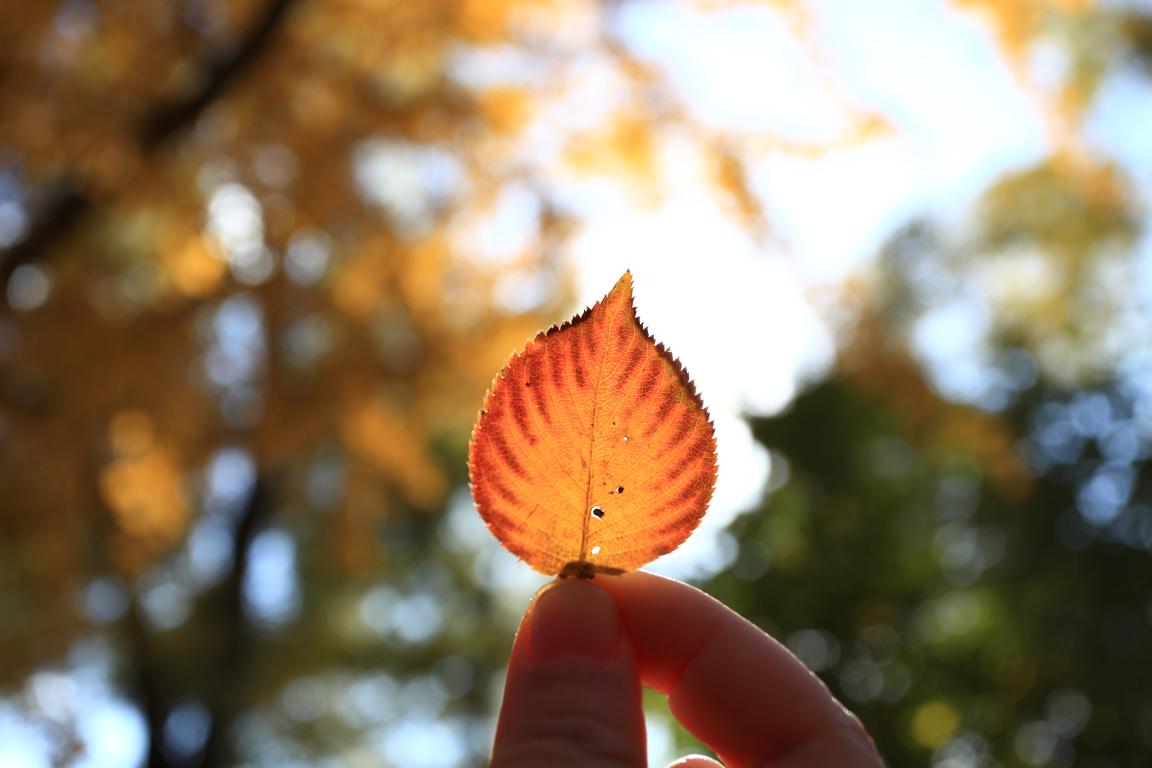 北大K8官网MPAcc为何能获评A+效果？？？—校友风范（Ⅱ）